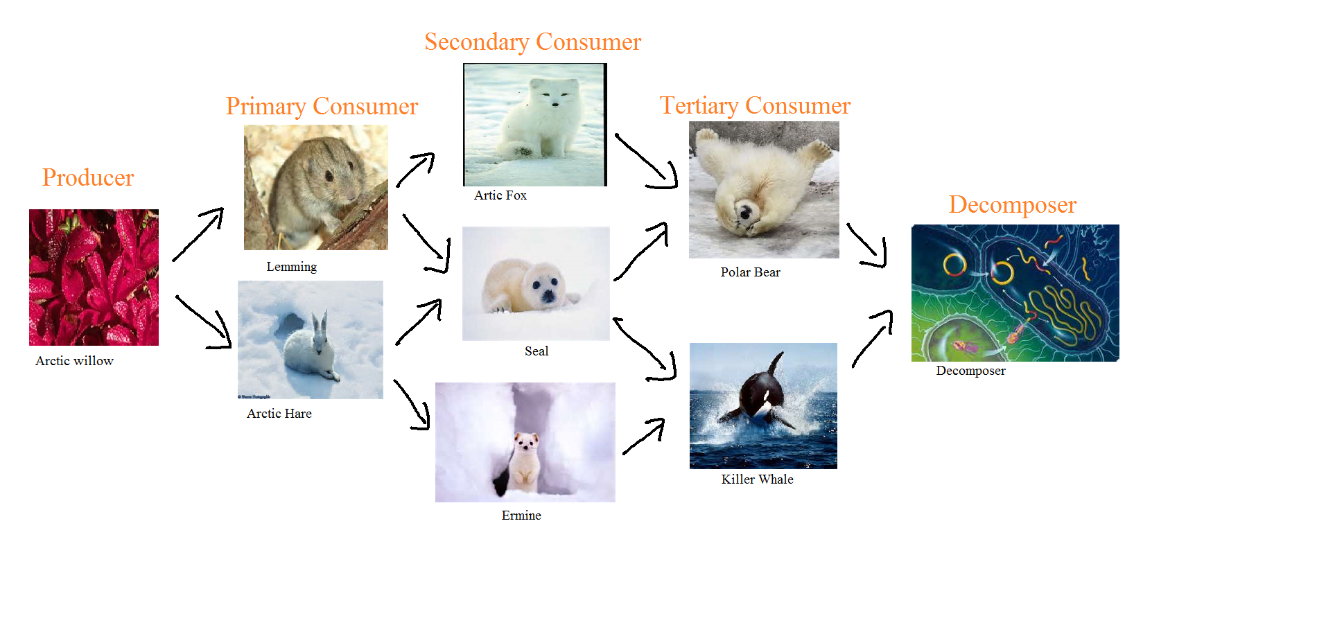 Polar Bears Role In The Food Chain Food Ideas
